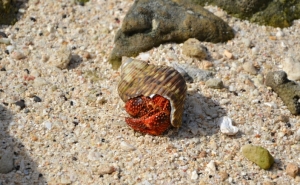 A red crayfish on the beach of Rarotonga (Cook Islands)